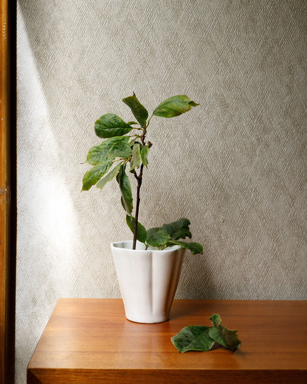 Furora Florero M